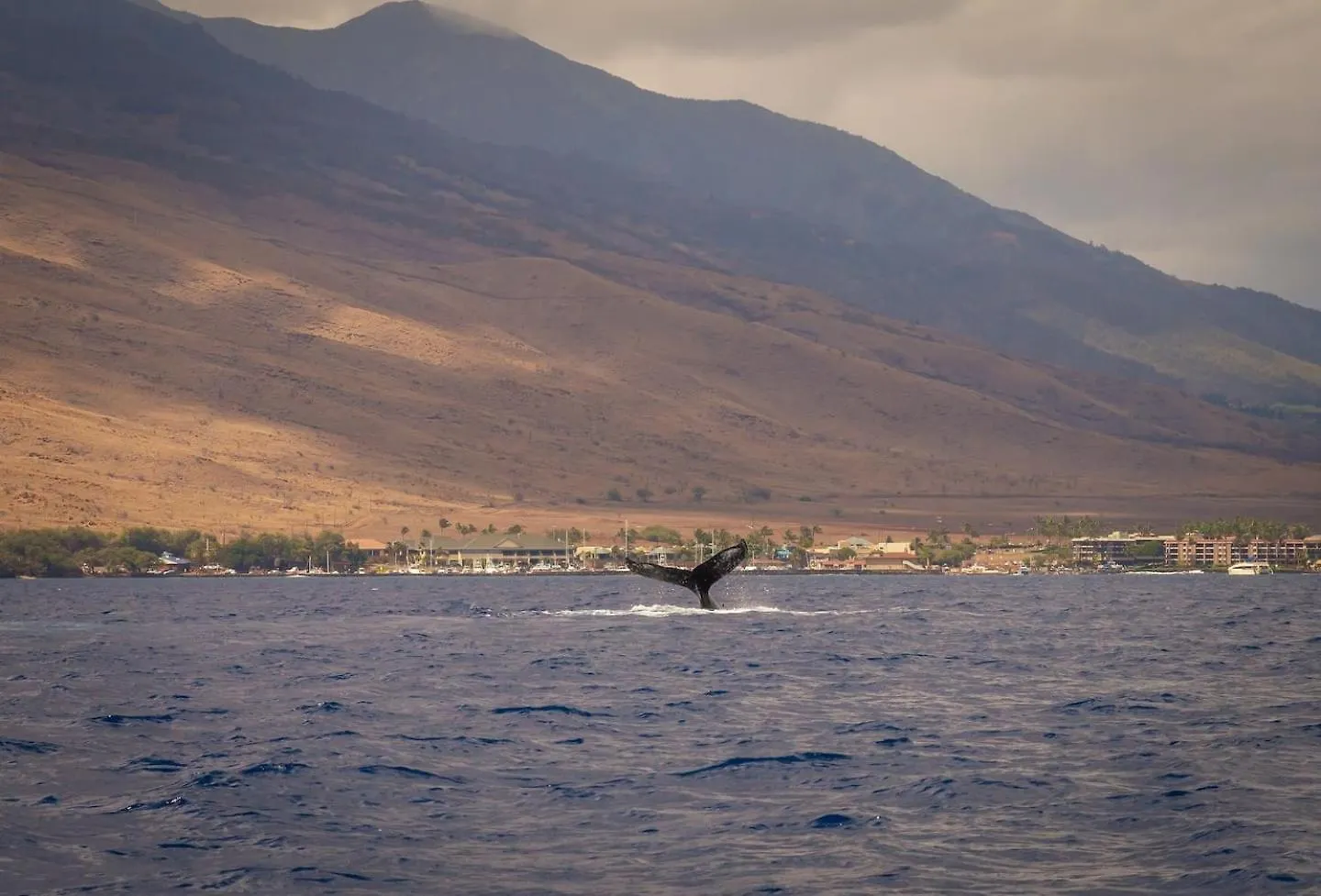 Apartment Yonegan Central Maui Getaways Wailuku